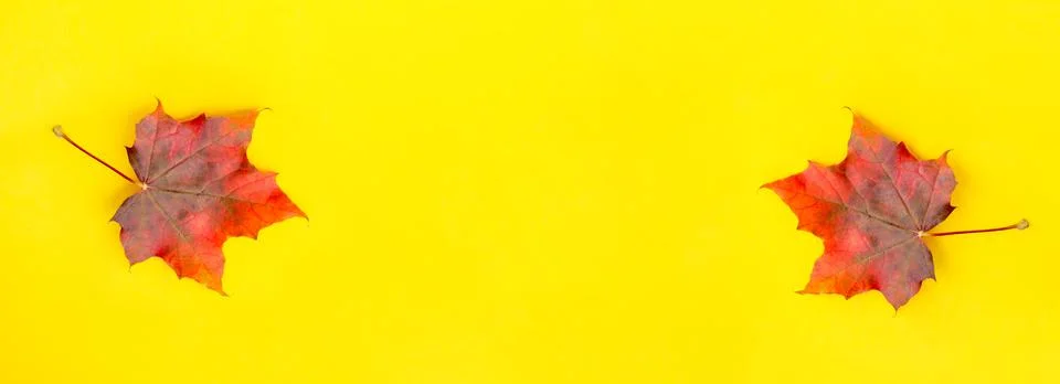 Banner with two maple leaf on solid yellow background. Autumn minimal concept Stock Photos