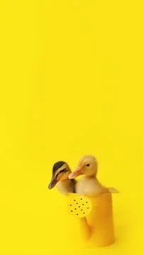 Banner two small yellow add variegated duckling in metal watering can on yellow Stock Photos