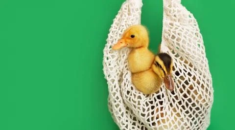 Banner two small yellow add variegated duckling in white mesh string bag on g Stock Photos