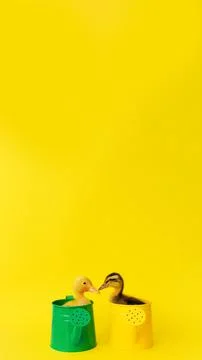 Banner two small yellow and variegated duckling in green metal waterings can  Stock Photos