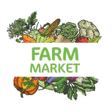 Banner vegetables. Fresh vegetable menu, organic food and natural products Stock Illustration