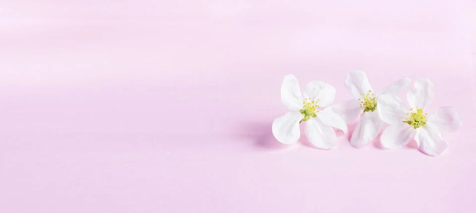 Banner with white flowers on a pale pink background with space for text Stock Photos