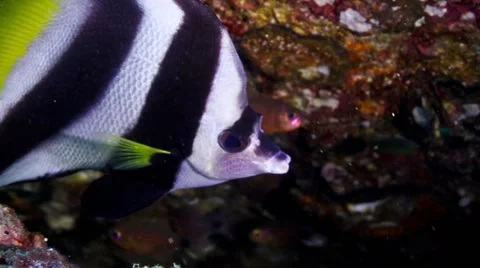 Bannerfish close up Stock Footage 58307328
