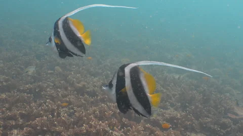 Bannerfish close up Stock Footage 281929812