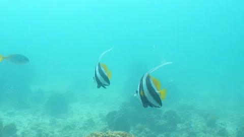 Bannerfish close up Stock Footage 281929889