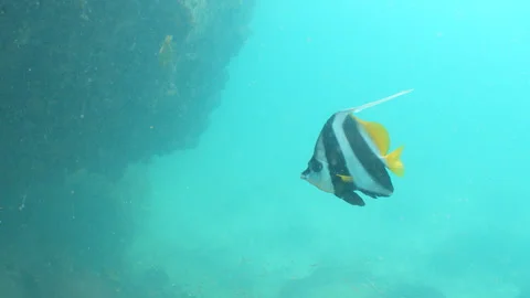 Bannerfish close up Stock Footage 281930454