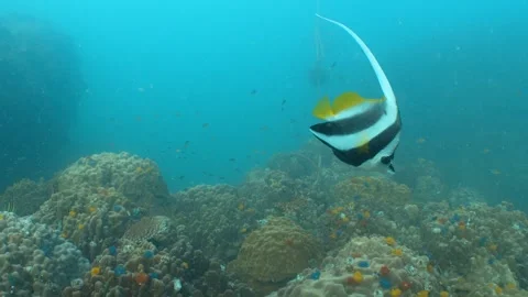 Bannerfish close up Stock Footage 282524753