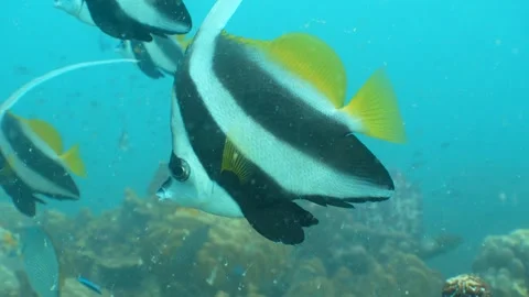 Bannerfish close up Stock Footage 282524941