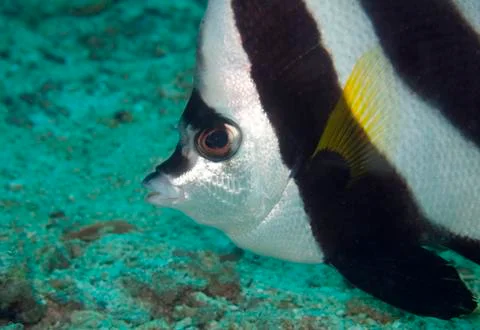 Bannerfish close up Foto stock