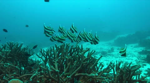 Bannerfish on a coral reef Stock Footage 66858882