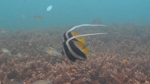 Bannerfish swimming - close up Stock Footage 281929720