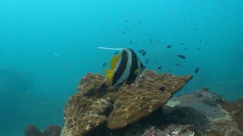 Bannerfish swimming - close up Stock Footage 281930471