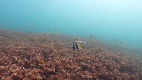 Bannerfish swimming Stock Footage 281929637