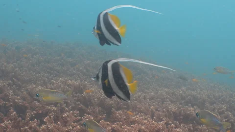 Bannerfish swimming Stock Footage 281929638