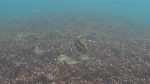 Bannerfish swimming Stock Footage 281929668