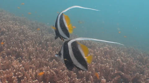 Bannerfish swimming Stock Footage 281929715