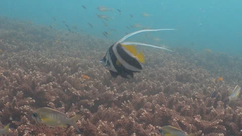 Bannerfish swimming Stock Footage 281929749