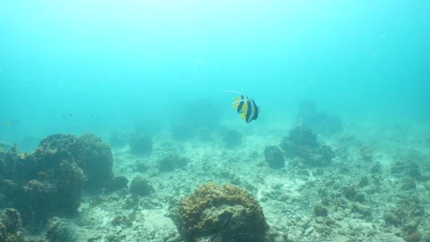 Bannerfish swimming Stock Footage 281929863