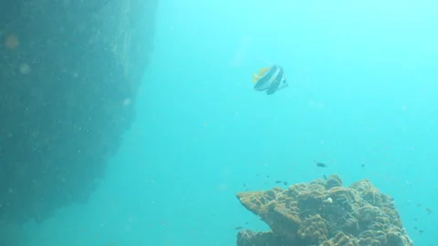 Bannerfish swimming Stock Footage 281930394