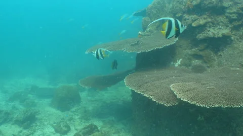 Bannerfish swimming Stock Footage 281930591
