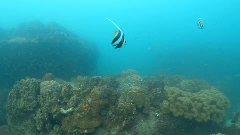 Bannerfish swimming Stock Footage 282524711