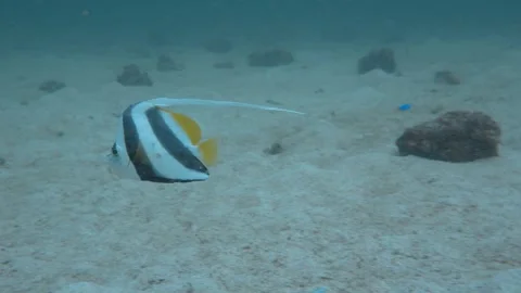 Bannerfish swimming Stock Footage 283276416
