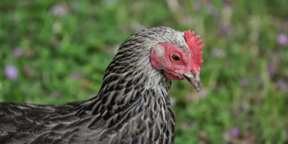 Bantam 1 Stock Photos