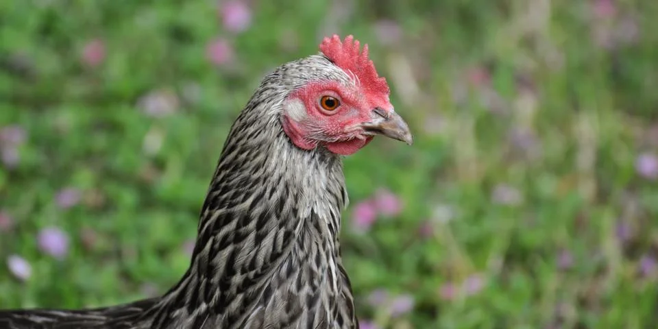 Bantam 2 Stock Photos