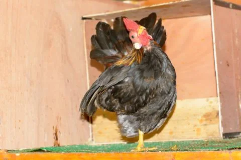 Bantam are poses Stock Photos