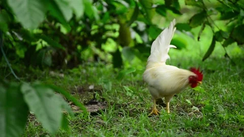 Bantam in the backyard Stock Footage 159598511