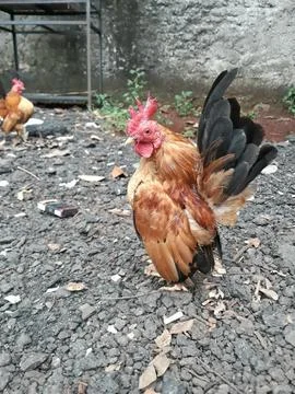 Bantam breed chicken Stockfoto's