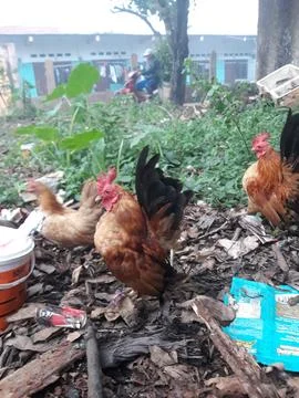 Bantam breed chicken Stockfoto's
