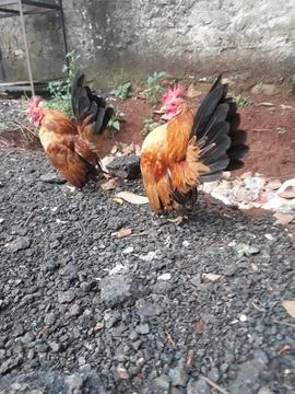 Bantam breed chicken Stockfoto's