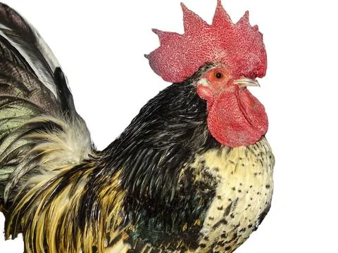 Bantam (Chabo) rooster isolated on white Фото
