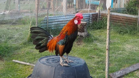 The bantam chick I fed was rooster crows in the evening. Stock Footage 108178449