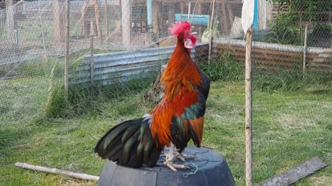 The bantam chick I fed was rooster crows in the evening. Stock Footage 108178656
