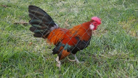 The bantam chick I fed was rooster crows in the evening. 스톡 동영상 108180175