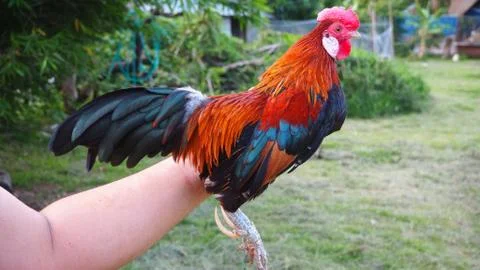 The bantam chick I fed was rooster crows in the evening. Stock Photos