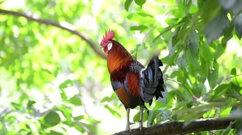 Bantam-Chicken action in garden Stock Footage 44408652