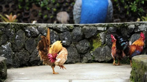 Bantam Chicken also known as Ayam Kate or Katai, Bandung, Indonesia, Asia Видео 129523019