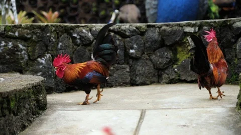 Bantam Chicken also known as Ayam Kate or Katai, Bandung, Indonesia, Asia Видео 129523591