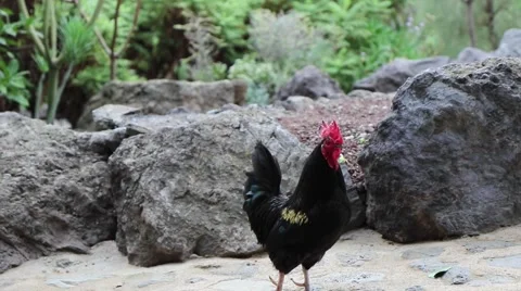 Bantam chicken - Bantam of Thailand Stock Footage 56405752