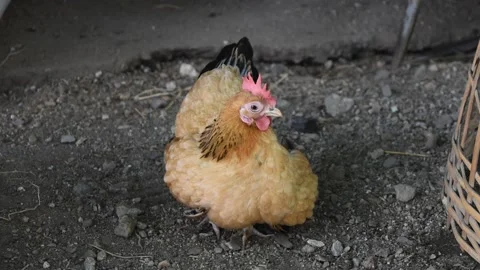 Bantam chicken at farm Stock Footage 132020160