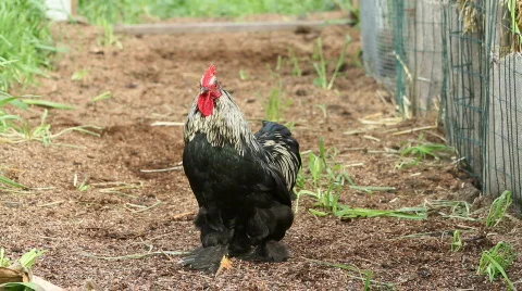 Bantam Chicken Stockbeeldmateriaal 627385
