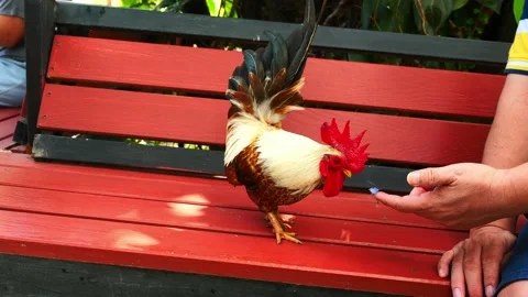 Bantam chicken pecking and eating food on human hand Stock Footage 229229065