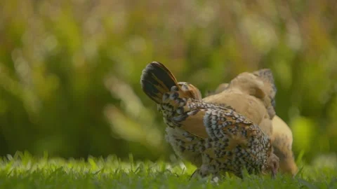 Bantam Chicken pecking in grass 1 스톡 동영상 344996048