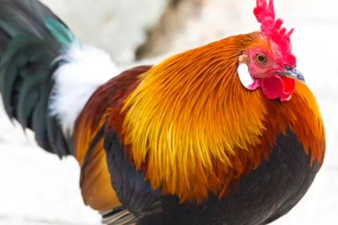 Bantam chicken Foto stock