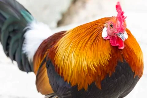 Bantam chicken Stock Photos