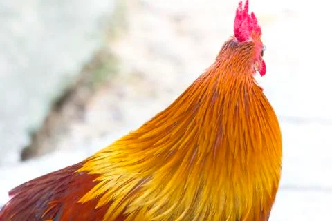 Bantam chicken Stock Photos