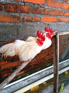 Bantam Chicken Stock Photos